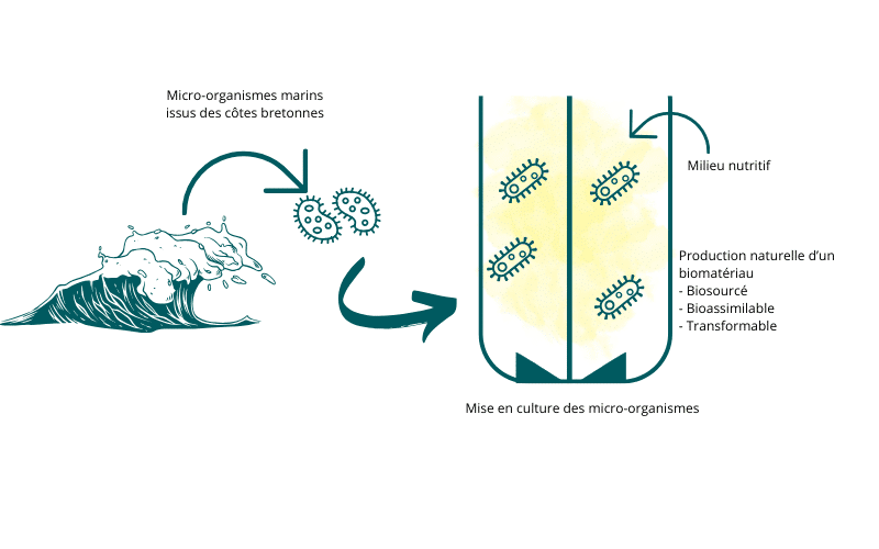 nautilium micro-organismes marins